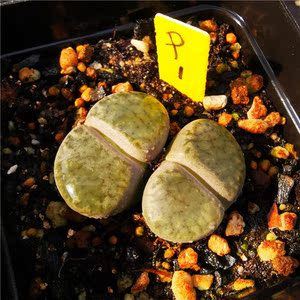 双头超大颗母本生石花一物一拍巨无霸4-7年新手好养皮实屁股花