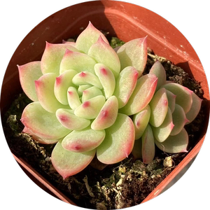 80youqianderena淘宝ak玛利亚多肉ak玛利亚果冻色韩国正品一物一拍