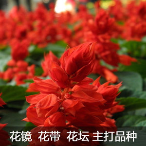 一串红种子花种子矮串串红庭院室外四季种易播爆仗红花子开花不断