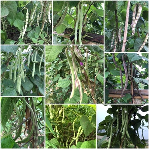 农家传统混合四季梅豆种架豆芸豆非转基因土四季豆籽老品种可留种