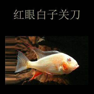 水族鱼缸观赏鱼热带鱼龙鱼配鱼关刀宝石鱼活体红眼白子关刀鱼