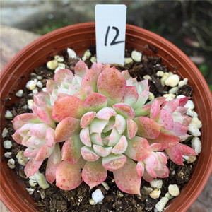 星影多肉植物