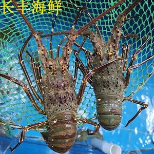 野生龙虾鲜活大龙虾特大龙虾湛江海鲜活野生青龙虾1斤-1.2斤2只