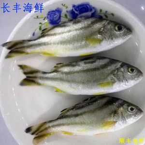 新鲜沙古头鱼天然甘草鱼茂公鱼深海鱼鲜活现捕野生三花鱼3斤装