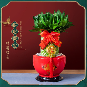 带根好养富贵竹植物水养发财竹客厅室内四季招财大型绿植花卉盆栽