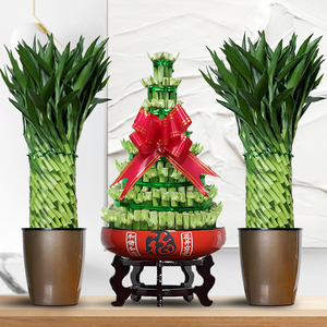 水养观音竹富贵竹节节高