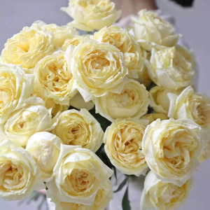 【怡水专选】伊芙金伯爵 伊芙系列大花浓香