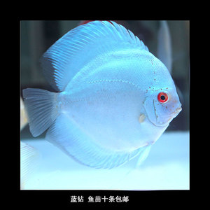 七彩神仙鱼蓝钻