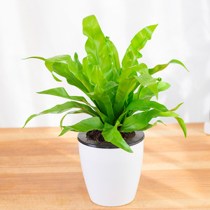 阔叶鸟巢蕨植物