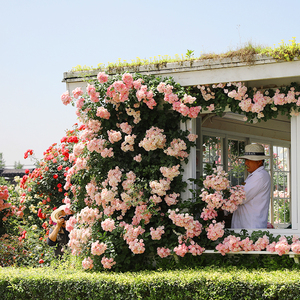 海蒂的花园月季花苗粉色龙沙宝石可爬藤阳台庭院花墙拱门花卉盆栽