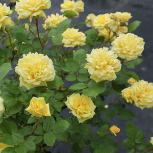 海蒂的花园 黄色爱玫 阳台庭院灌木直立月季丰花盆栽花卉植物花苗