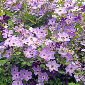 海蒂的花园 虹越铁线莲乌托邦神秘面纱耐热强健花墙爬藤花卉盆栽