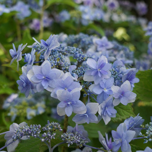 海蒂的花园 水天一色绣球大花平顶重瓣八仙花阳台庭院花卉盆栽苗