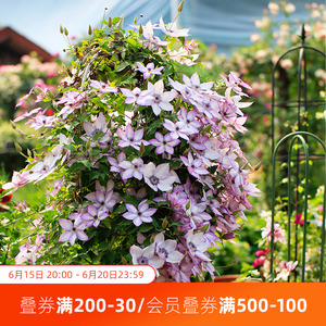 海蒂的花园铁线莲爬藤植物乌托邦如古青瓷小鸭花柱阳台花卉盆栽