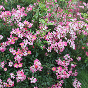 海蒂的花园 遮阳伞一款可吊起来种的月季春季成花瀑布花卉盆栽苗