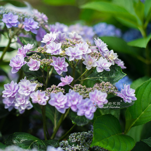 海蒂的花园绣球花雨中曲大花平顶绣球八仙花阳台庭院露台花卉盆栽