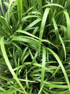 广西新鲜三奈煮鸡鸭羊狗肉香料植物大料苗五香草食用盆栽带根发货