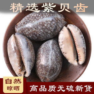 中药材500g紫贝齿白贝齿文贝紫贝齿紫贝紫贝子南蛇牙齿狗支螺正品