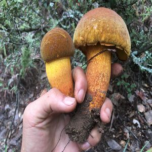 云南省深山美味野生菌黄赖头香焖头黄牛肝菌新鲜蘑菇农产品500g