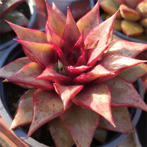 红龙 东云新品杂交贵货 血背龙骨糖心云南直发多肉纯露养一物一拍