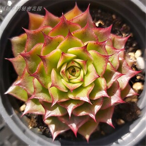 妖眼 新品杂交翘睫毛 红边透底 纯露养 一物一拍 云南直发 多肉