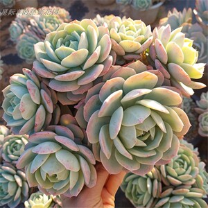 恋曲 多头群生 白凤杂交 一物一拍 多肉植物 云南