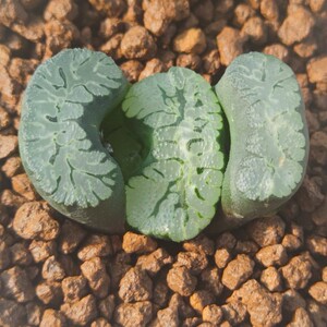 十二卷葵御前玉扇6-7厘米,实物拍照,可带盆土包邮