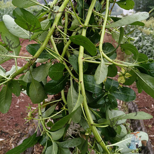 新鲜过塘蛇野生中草药过江藤过江龙现采鲜品水浮藤水盖菜