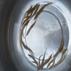 原生态野生中华花鳅 冷水鱼 沙鳅 花鳅 性情温顺 观赏鱼