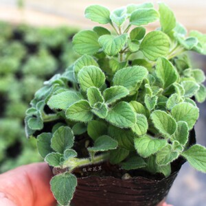 罗马薄荷苗薄荷盆栽花卉驱蚊香草植物香草茶厨房驱蚊虫能手绿植