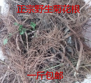 野生新鲜野菊花根 野菊根[地下部分] 拍后挖山菊根 500克 包邮