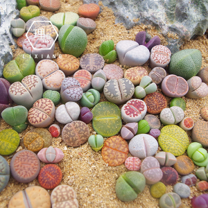 多肉植物 直播生石花屁股花屁屁花 自家大棚繁殖混合苗 番杏 包邮