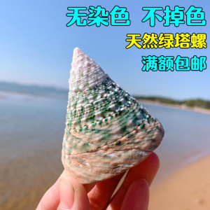 绿塔螺宝塔螺绿嵘螺天然贝壳海螺鱼缸造景水族装饰地中海风格摆件