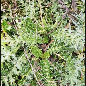 900人付款淘宝野生新鲜马刺根大蓟根马刺草恶鸡婆现挖食用云浅月淡