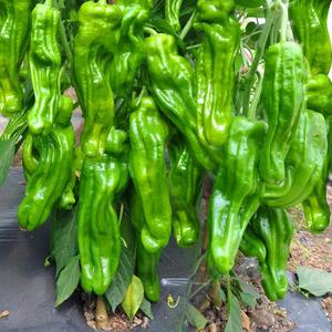 薄皮泡椒种子早熟长灯笼皱皮椒种籽芜湖椒虎皮微辣辣椒蔬菜高产