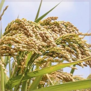 正宗高产好吃可留种水稻子旱稻种子旱谷香米旱稻籽种稻谷种子5斤