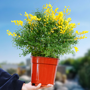 黄金雀花卉盆栽室内桌面阳台庭院植物盆景金雀花四季开花好养绿植