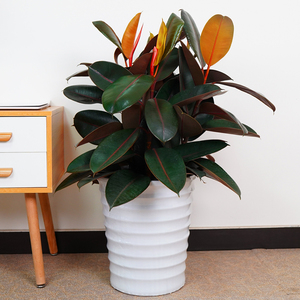 橡皮树黑金刚植物室内客厅办公室阳台花卉净化空气除尘吸甲醛绿植