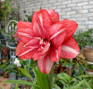 辰父重瓣朱顶红物华天宝多年生球根花卉阳台盆栽庭院