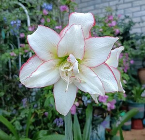 南非重瓣朱顶红滑稽演员球苗大花多年生球根花卉阳台盆栽庭院