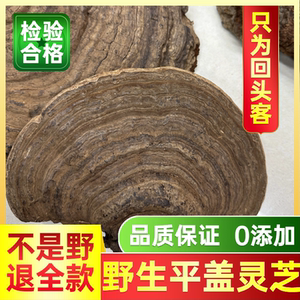 平盖灵芝野生平盖灵芝树舌灵芝树舌中药青灵芝野生木灵芝泡酒500g