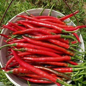 四川新鲜二荆条红辣椒二金条海椒线椒美人椒做剁椒豆瓣酱现摘辣椒
