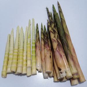 食用纯天然野生小竹笋新鲜笋尖下饭菜脆笋恩施富硒油竹笋干水竹笋