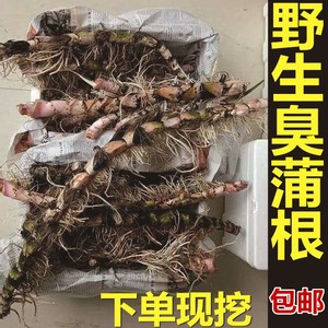 野生新鲜水菖蒲老根泥菖莆臭蒲根水菖蒲草根水剑草 材一斤包邮