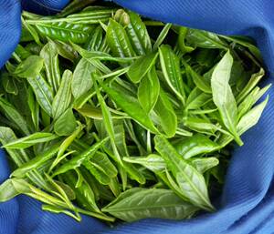 【两件包邮】浙江绍兴诸暨高山石笕绿茶纯手工采摘农家无公害