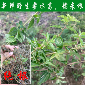 80tb649623909淘宝广西500克新晒野生雾水葛整株带根糯米藤捆仙绳咄