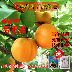 东北种植抗寒杏新品种帝王杏树苗北方零下四十度可种植杏树苗当年