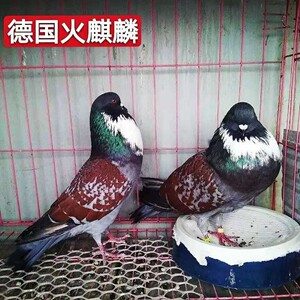观赏鸽大体德国火麒麟种鸽一对宠物鸽子种蛋受精蛋麻背翻翻云中飞