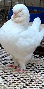 眯眯眼大象腿进口美系白色圆环种鸽种蛋特大体元宝鸽子受精蛋活体