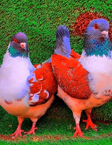 中国红火麒麟三色摩登种鸽活体一对青年肉鸽杂交元宝鸽大体受精蛋